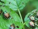 Lotta alla Popillia japonica, aperto il bando regionale da 813 mila euro per le reti anti insetto