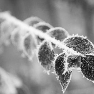 Coldiretti Piemonte: “Intervenire al più presto e con misure adeguata a sostegno delle imprese che hanno subito danni per il gelo”