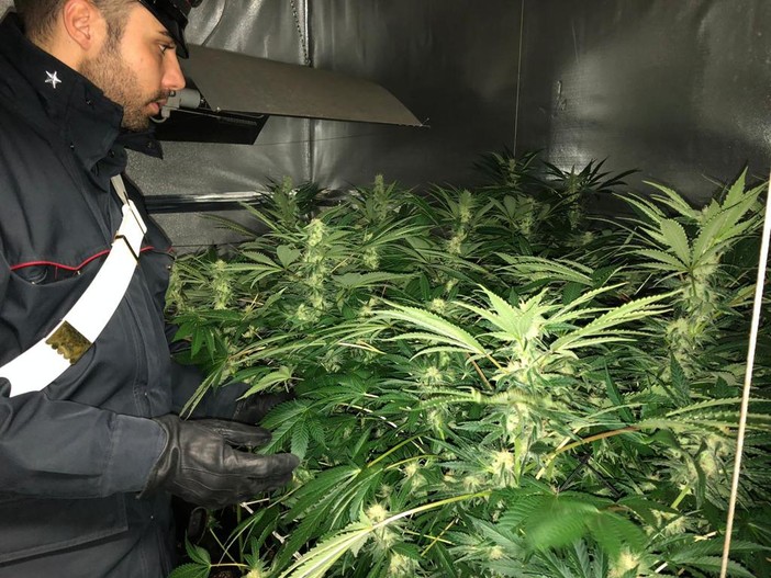 Trasforma il suo appartamento in una serra di marijuana: arrestato un disoccupato nel Canavese