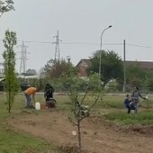 A Nichelino nasce il primo frutteto 'partecipato'