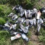 Strage colombi tra Caselle e Borgaro