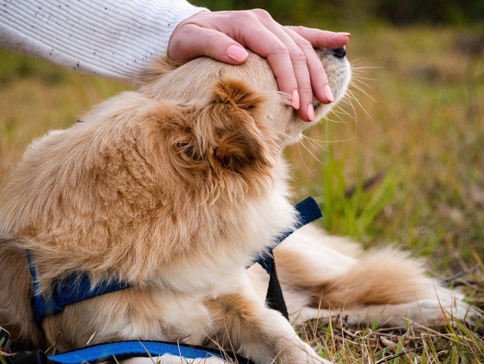 Pet Therapy: tutti gli sbocchi professionali di un settore in forte crescita