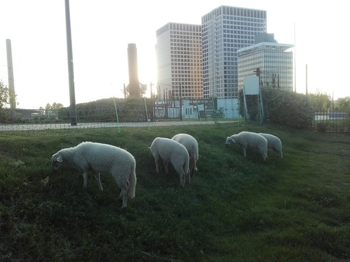 Torino: alla cura dei prati ci pensano pecore e mucche
