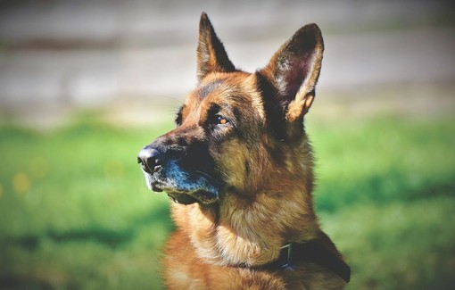 Cane Astro finito nel processo come un’arma, OIPA: “Responsabilità umana, animale vittima di una gestione delinquente” Cane Astro finito nel processo come un’arma, OIPA: “Responsabilità umana, animale vittima di una gestione delinquente”