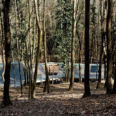 Pista da skate in un bosco