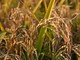 Coldiretti Piemonte: &quot;Difendere il riso made in Piemonte dalle importazioni con l’etichettatura d’origine&quot;