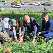 piantumazione di alberi