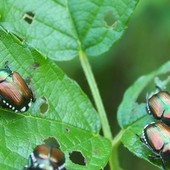 Popillia japonica, l'allarme di Avetta (PD): "Le trappole sono poche, serve un piano straordinario"