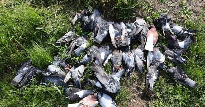 Strage colombi tra Caselle e Borgaro