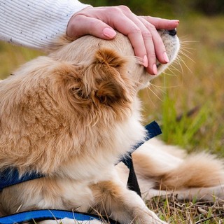 Pet Therapy: tutti gli sbocchi professionali di un settore in forte crescita