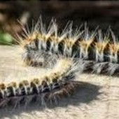 Allarme processionaria a Nichelino, attenzione per bambini e cani