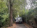 Maxi potatura per gli alberi attorno ai campi sportivi del Carrara
