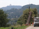 abbattimento di un albero secolare