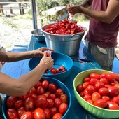 pomodoro