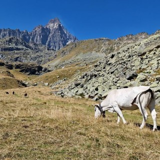 Montagna: dalla Regione 1,4 milioni di euro per sostenere gli agricoltori