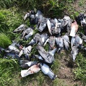Strage colombi tra Caselle e Borgaro