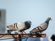 Allontanamento piccioni con sistemi elettrificati