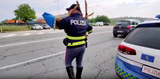 Capriolo salvato dalla Polizia Stradale sull’autostrada A5  [VIDEO]