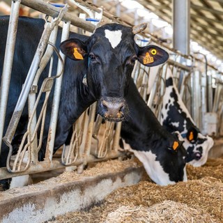 Dal latte dei soci al territorio: la filiera corta di Piemonte Latte Dal latte dei soci al territorio: la filiera corta di Piemonte Latte