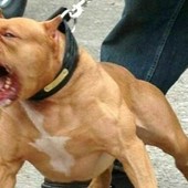 Disavventura per un runner che si preparava alla Maratona di Torino Disavventura per un runner che si preparava alla Maratona di Torino