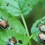 Popillia japonica, l'allarme di Avetta (PD): "Le trappole sono poche, serve un piano straordinario"