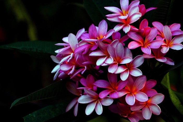 Plumeria: la pianta frangipane e i segreti per coltivarla con successo