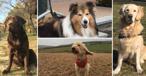 Passeggiate con i cani in aiuto dei malati di tumore al polmone: a Torino al via il progetto di pet therapy