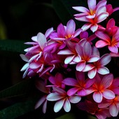 Plumeria: la pianta frangipane e i segreti per coltivarla con successo