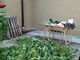 Pensionato si ricicla come spacciatore: in casa nascondeva marijuana e una piccola coltivazione di cannabis [VIDEO]