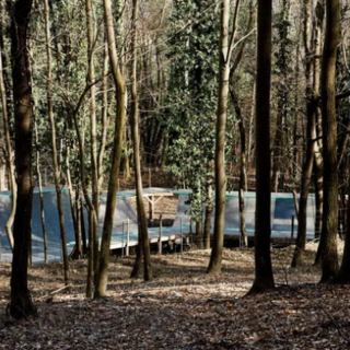 Pista da skate in un bosco
