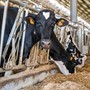 Dal latte dei soci al territorio: la filiera corta di Piemonte Latte