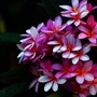 Plumeria: la pianta frangipane e i segreti per coltivarla con successo