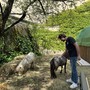 Fondazione AIEF inaugura la fattoria coi mini pony al Castello di Lucento