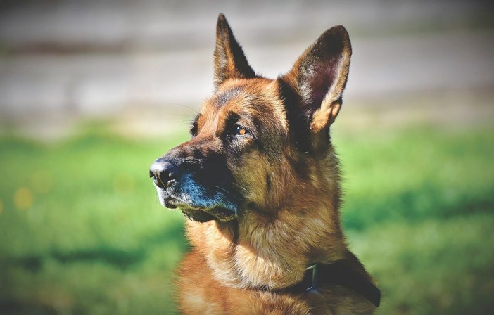 Cane Astro finito nel processo come un’arma, OIPA: “Responsabilità umana, animale vittima di una gestione delinquente”