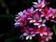 Plumeria: la pianta frangipane e i segreti per coltivarla con successo