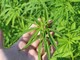 Sì alla coltivazione della cannabis: il Consiglio Regionale approva il via libera per la canapa e le sue filiere produttive