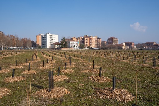Selva Urbana e Compagnia di San Paolo per l’ambiente: 500 nuovi alberi per aiutare il verde di Torino