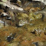 Piccoli habitat per anfibi e rane