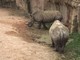Al Parco di Zoom si sente un forte accento inglese: sono arrivati i fratelli Ian e John, rinoceronti timidi (FOTO e VIDEO)