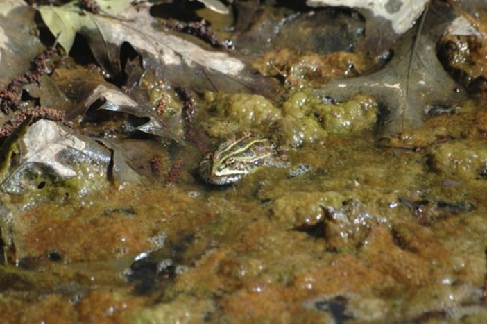 Piccoli habitat per anfibi e rane