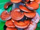 Micoterapia: quando il rimedio arriva dai funghi
