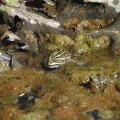 Piccoli habitat per anfibi e rane