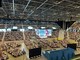 &quot;Pura adorazione”, comincia la tre giorni dei Testimoni di Geova all’Inalpi Arena [FOTO]