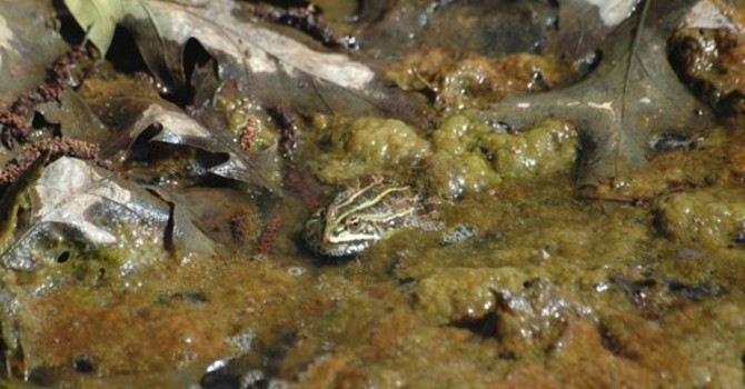 Piccoli habitat per anfibi e rane Piccoli habitat per anfibi e rane