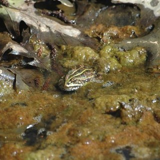 Piccoli habitat per anfibi e rane