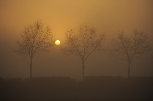 Sole e nebbia dietro gli alberi