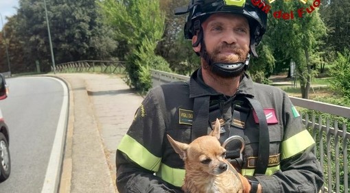 Pellerina, un Chihuahua cade nella Dora: i vigili del fuoco lo portano in salvo