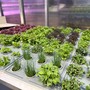 Ranking Shanghai 2026: UniTo nella Top 50 mondiale con Agricultural Sciences Ranking Shanghai 2026: UniTo nella Top 50 mondiale con Agricultural Sciences