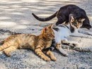 A Mirafiori Sud i gatti cercano volontari: basta un’ora (e tanto amore) A Mirafiori Sud i gatti cercano volontari: basta un’ora (e tanto amore)