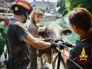 Mucca cade nel canale: i sommozzatori la recuperano usando delle larghe fasce per imbrigliarla [VIDEO]